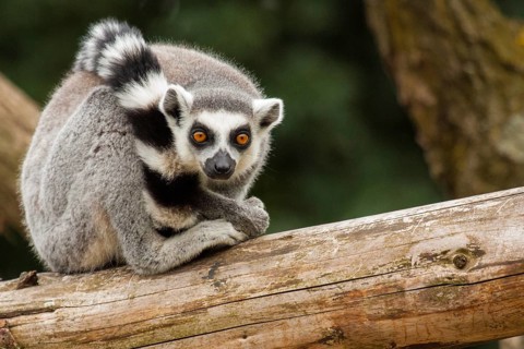 Katta (Lemur catta)