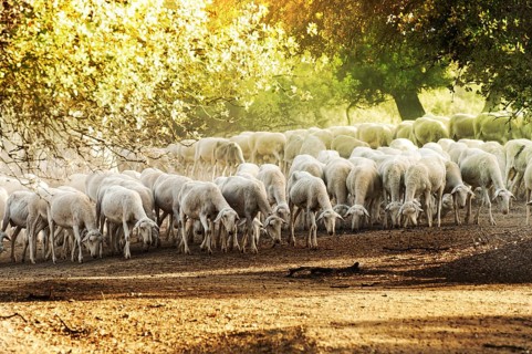 Herd sheep in the forest.Pastel colors