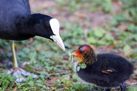 A Coot with a chick in a Park, Ziegeleipark Heilbronn, Germany