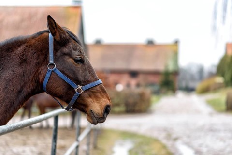 Two bay horses in a paddock on a farm in eastern Poland in Europe