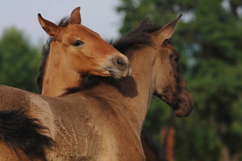 Two P.R.E., Pure Spanish Horse foals