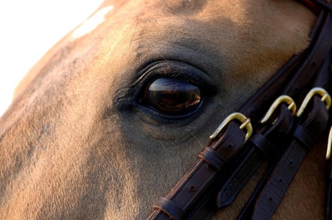Horse eye Iberian stallion