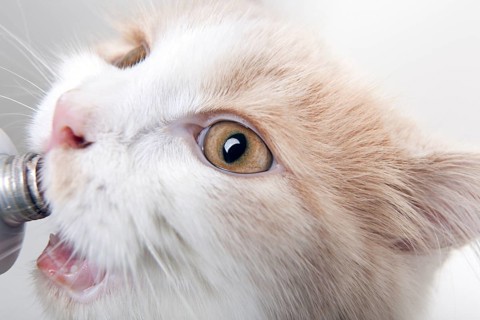 Portrait of a small beautiful white cream coloured cat