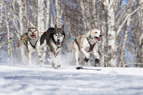 PETROPAVLOVSK-KAMCHATSKY, KAMCHATKA PENINSULA, RUSSIA, FEBRUARY 23, 2017: Runs dog sled Alaskan