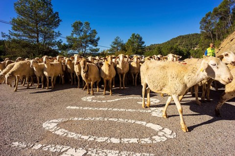Sheep flock in transhumance on a road, Puerto del Serrablo, Huesca province, Spain