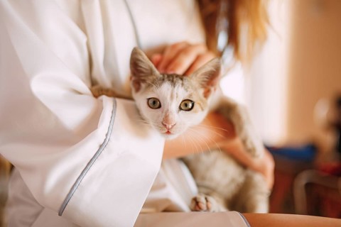 A gray cat in the arms of a girl in a silk robe.