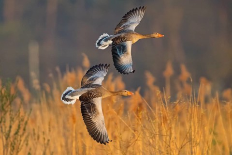 Greylag goose, Anser Anser, flight photo, side view, two birds, Wagbachniederung,