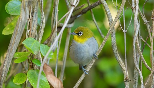 Cape white-eye (Zosterops virens), Garden Route National Park, Wilderness Section, Wilderness,