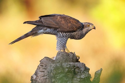 Northern northern goshawk (Accipiter gentilis), Autour des palombes, Hides De Calera / Goshawk