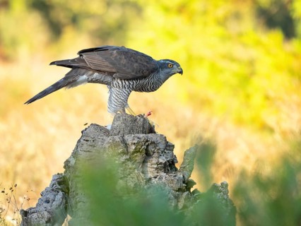 Northern northern goshawk (Accipiter gentilis), Autour des palombes, Hides De Calera / Goshawk