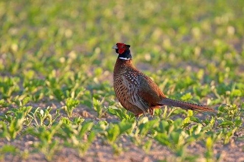 Pheasant (Phasianus colchicus), Faisan de Colchide, Faisan de chasse, Faisán Vulgar, Bad Dürkheim