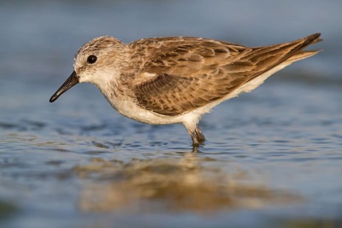 Little stint (Calidris minuta), Bécasseau minute, Correlimos Menudo, Kalloni Salt Pans, Lesvos,
