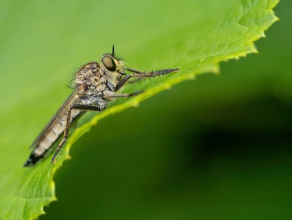 Barbarossa fly, (Eutolmus rufibarbis), predatory fly, insect, insects, close-up, Black Forest,
