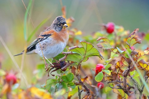 Brambling (Fringilla montifringilla), spring, foraging, Battenberg, Heligoland,