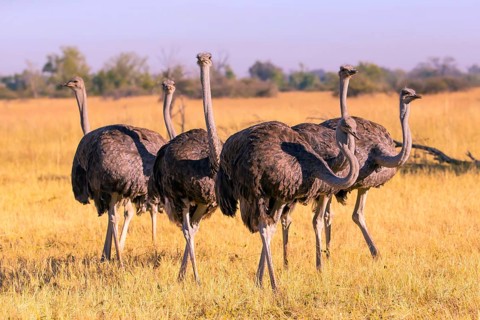 Struthio camelus, Ostrich, Botswana, Africa, Wildlife