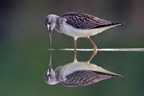 Common greenshank (Tringa nebularia) Chevalier aboyeur, Archibebe Claro, Offstein sewage ponds,