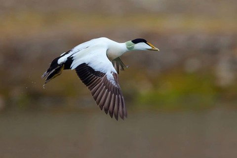 Common eider (Somateria mollissima), duck, drake, flight photo, Longyearbyen, Svalbard Spitsbergen,