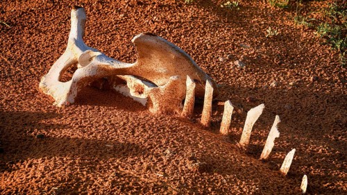Camel bone, skeleton, skeleton, desert, animal, animals, mammal, mammals, dead, death, Saudi