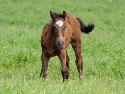 A brown foal stands on a green meadow and looks forward, beautiful horses on a paddock with green