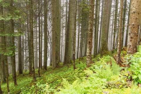 Fog-covered forest with tall, slender trees and green ground cover, gosau, alps, austria