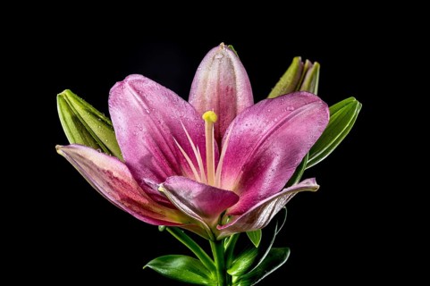 Beautiful Blooming pink lily flower isolated on a black background. Flower head close-up, Odessa,