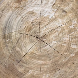Close up of cut tree trunk