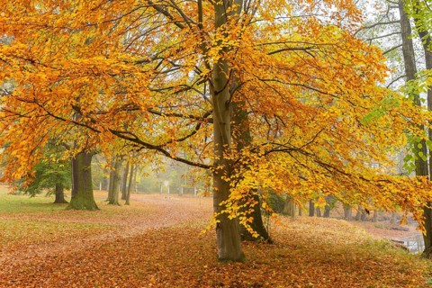 Lauterbach Castle and Park in autumn, Lauterbach, Lauterbach, Saxony, Germany
