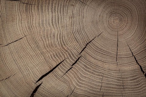 Oak Texture On Cross Section