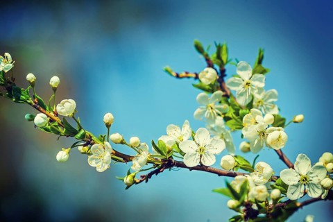 Blossoming cherry tree on sky background instagram style