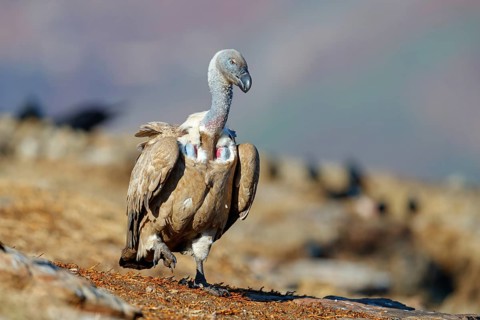 Cape Vulture, also cape griffon (Gyps coprotheres), Giant's Castle Hide, KwaZulu-Natal, South