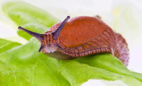 A nudibranch crawls on a lettuce leaf Austria