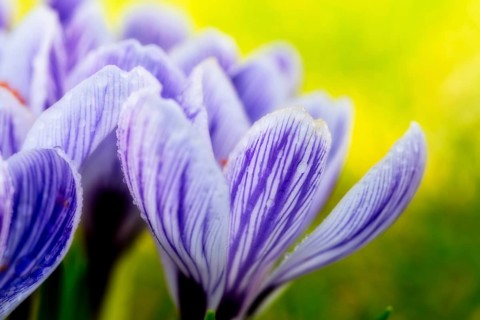 Beautiful springflower crocus in the garden