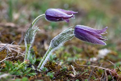 Pasque flower, Pulsatilla vulgaris, Pasque flower