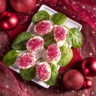 Boiled eggs with red beet sprouts