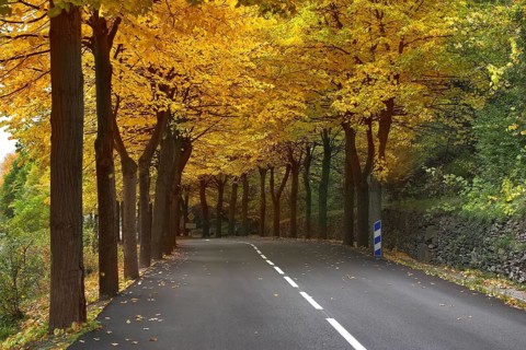 Highway, passing between autumn trees with yellow leaves