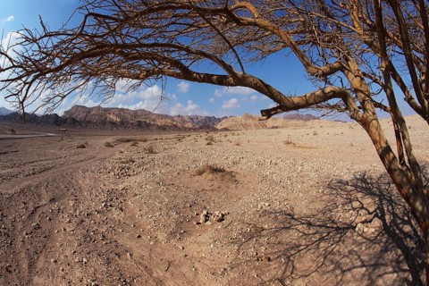 Colorful dry snags in the Judean Desert