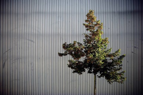 An ornamental tree in front of a striking façade made of chequer plate or metal strips