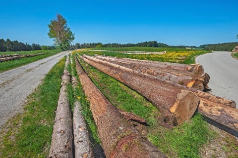 Spruce tree trunks, European spruce (Picea abies), in spring meadow, Upper Bavaria, Bavaria,