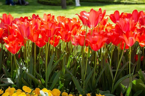 Bright colorful tulips as natural floral background