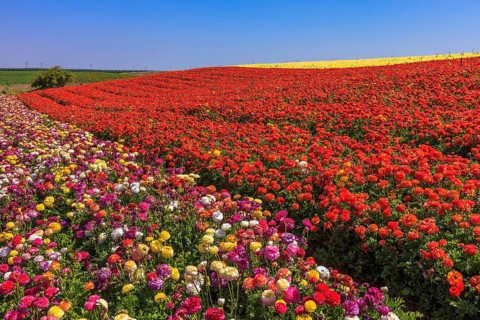 Warm spring day. Bright festive red blooming field of buttercups