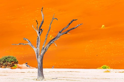 The Namib Naukluft Park. Africa. The skeletons of dead trees. Namibia. Huge scenic red and orange