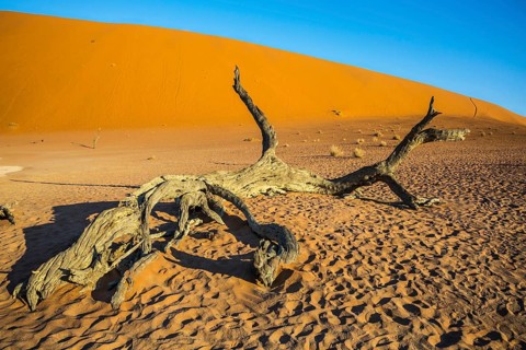 The bottom of dried lake Deadvlei, with dry trees. Ecotourism in Namib-Naukluft National Park,