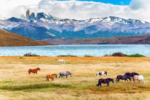 Herd of wild horses graze on the yellow grass. Lagoon Azul is mountain lake near three rocks -