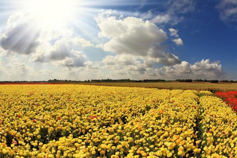 The spring sun shines brightly gorgeous flowers. Picturesque field of beautiful yellow buttercups