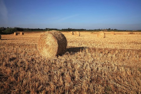 Field after harvest. Rick gathered wheat left to dry in the sun