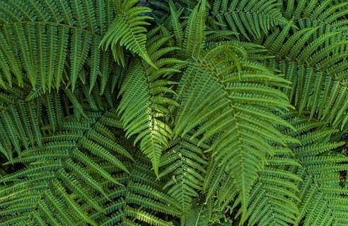 Beautiful green fern leaves in a forest