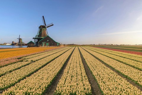 Amsterdam Netherlands, Dutch Windmill and traditional house at Zaanse Schans Village with tulip