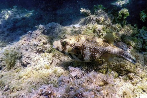 White-spotted puffer Underwater (Arothron hispidus) Marine life