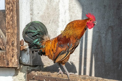 Portrait of a Rooster crowing in a farmyard. Educational Farm, Alsace