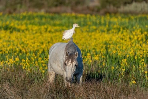 Camargue horse and cattle egret (Bubulcus ibis) in symbiosis in a marsh blooming with yellow irises